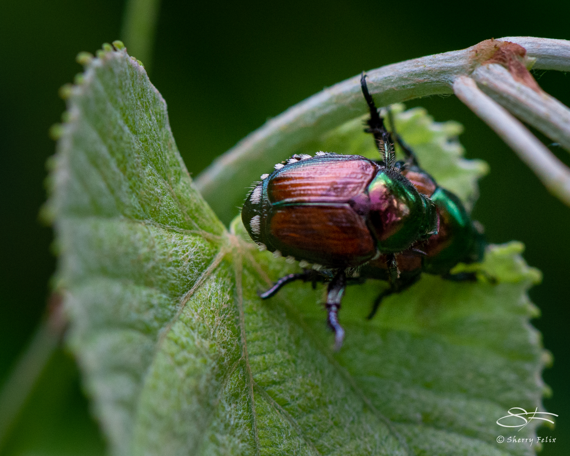 Insects and more at WPR – Sherry Felix – port4u