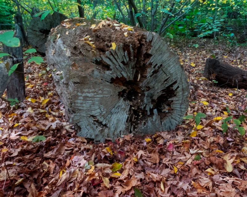 Felled tree, NYBG 10/11/2020