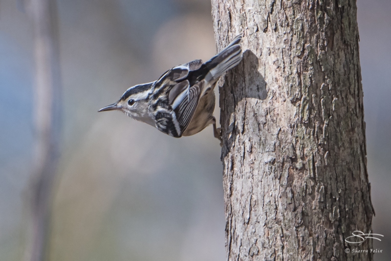 White-breasted Nuthatch, Central Park 4/28/2015.