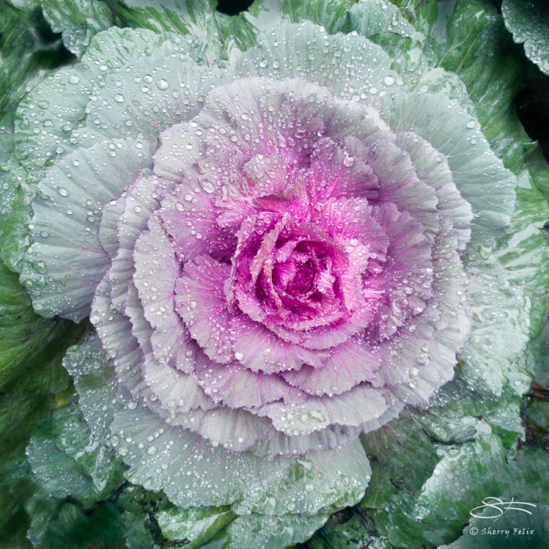 Ornamental Cabbage (Brassica oleracea), Abingdon Sq 10/13/2020