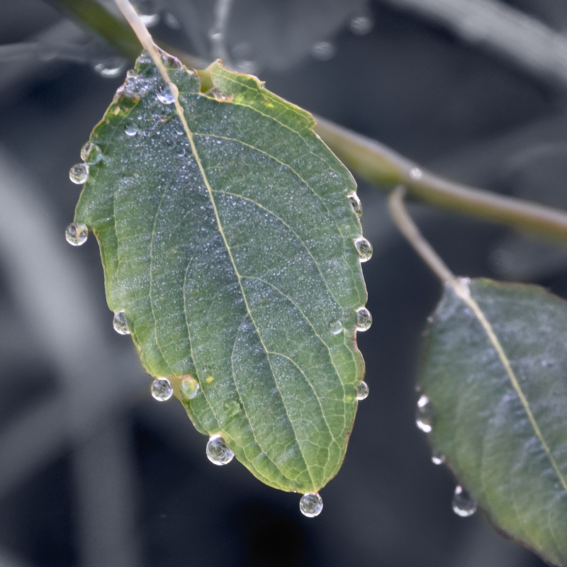 Water drops on leaf, Central Park 9/4/2020