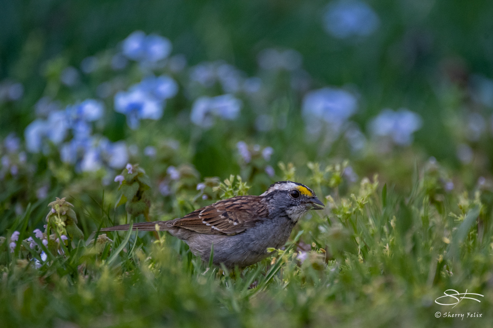 Central Park April Birds – Sherry Felix – port4u