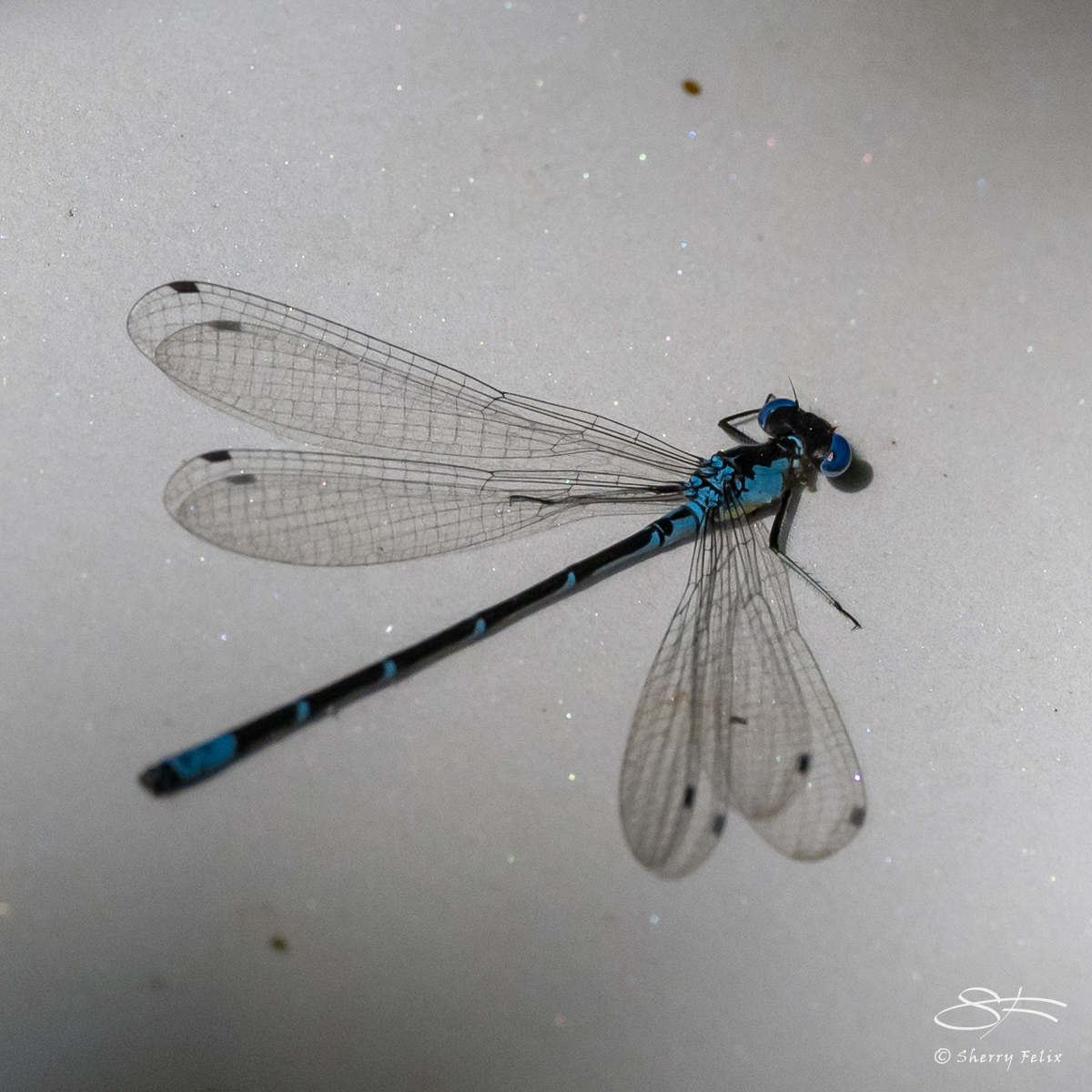 Simon Ward Insect Ward Pound Ridge Insects and – Sherry Felix – port4u