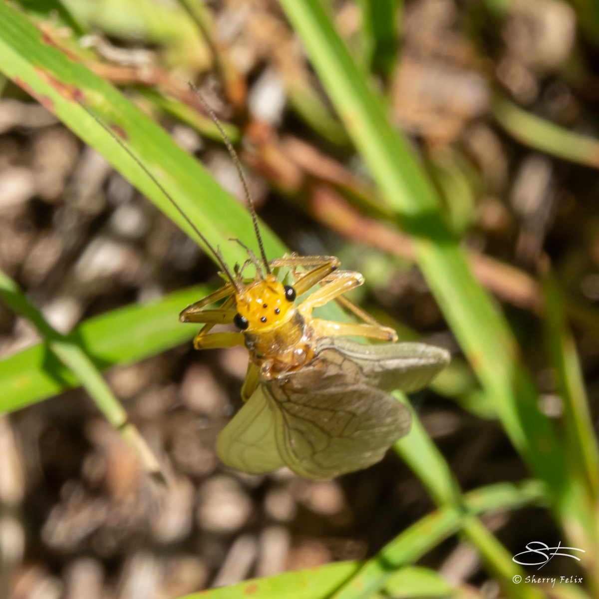 Simon Ward Insect Ward Pound Ridge Insects and – Sherry Felix – port4u