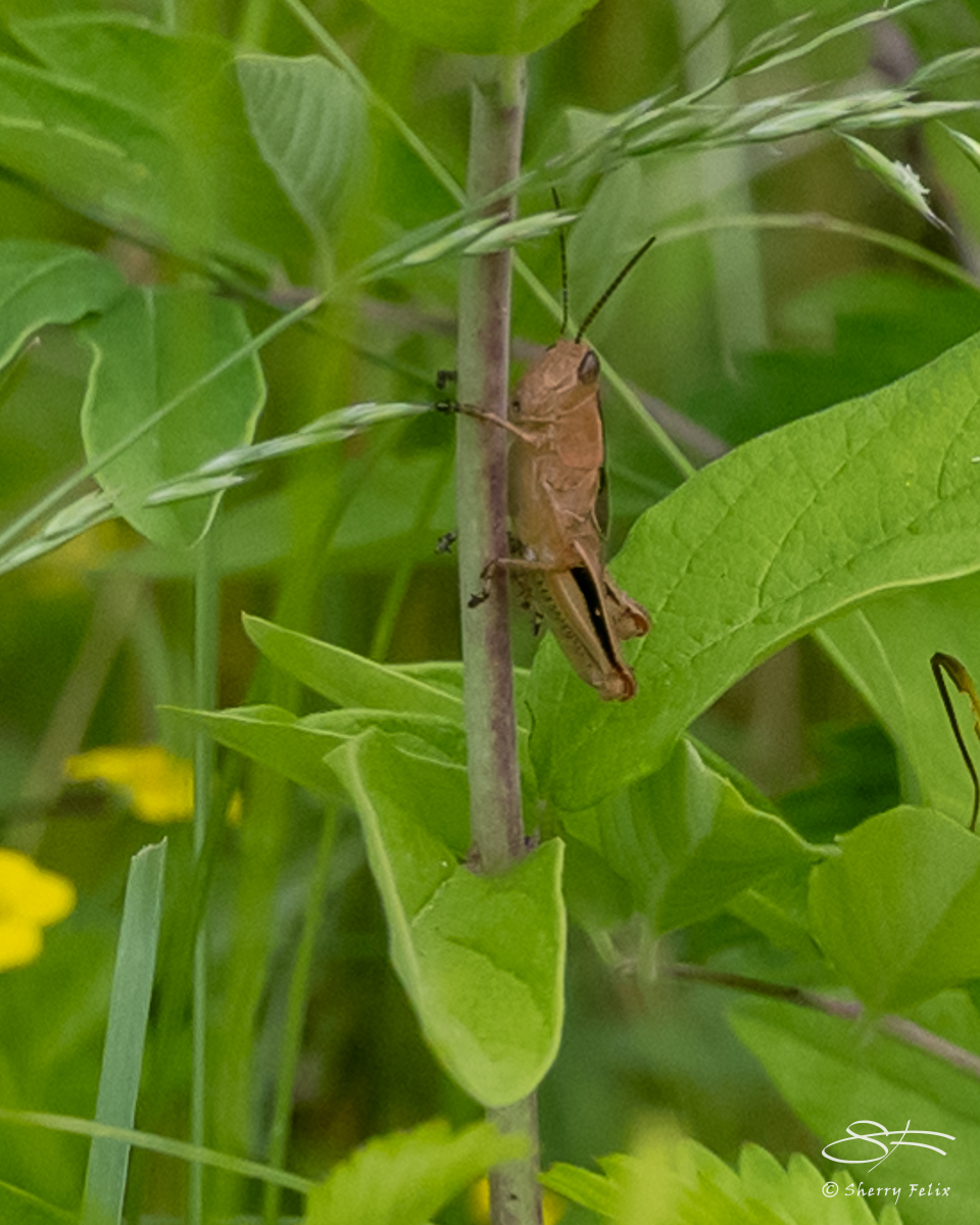 Simon Ward Insect Ward Pound Ridge Insects and – Sherry Felix – port4u