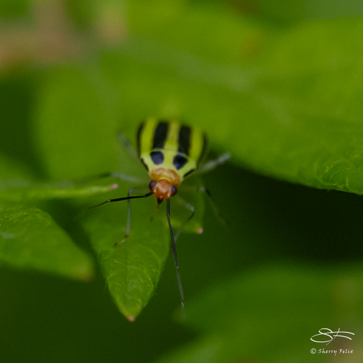 Simon Ward Insect Ward Pound Ridge Insects and – Sherry Felix – port4u