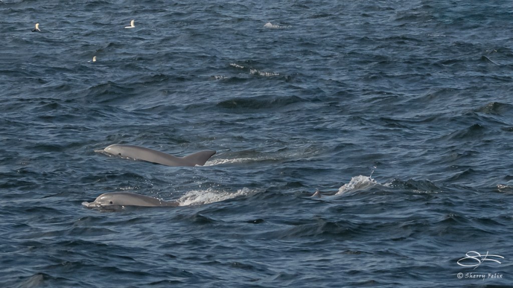 Bottlenose Dolphins – Sherry Felix – port4u