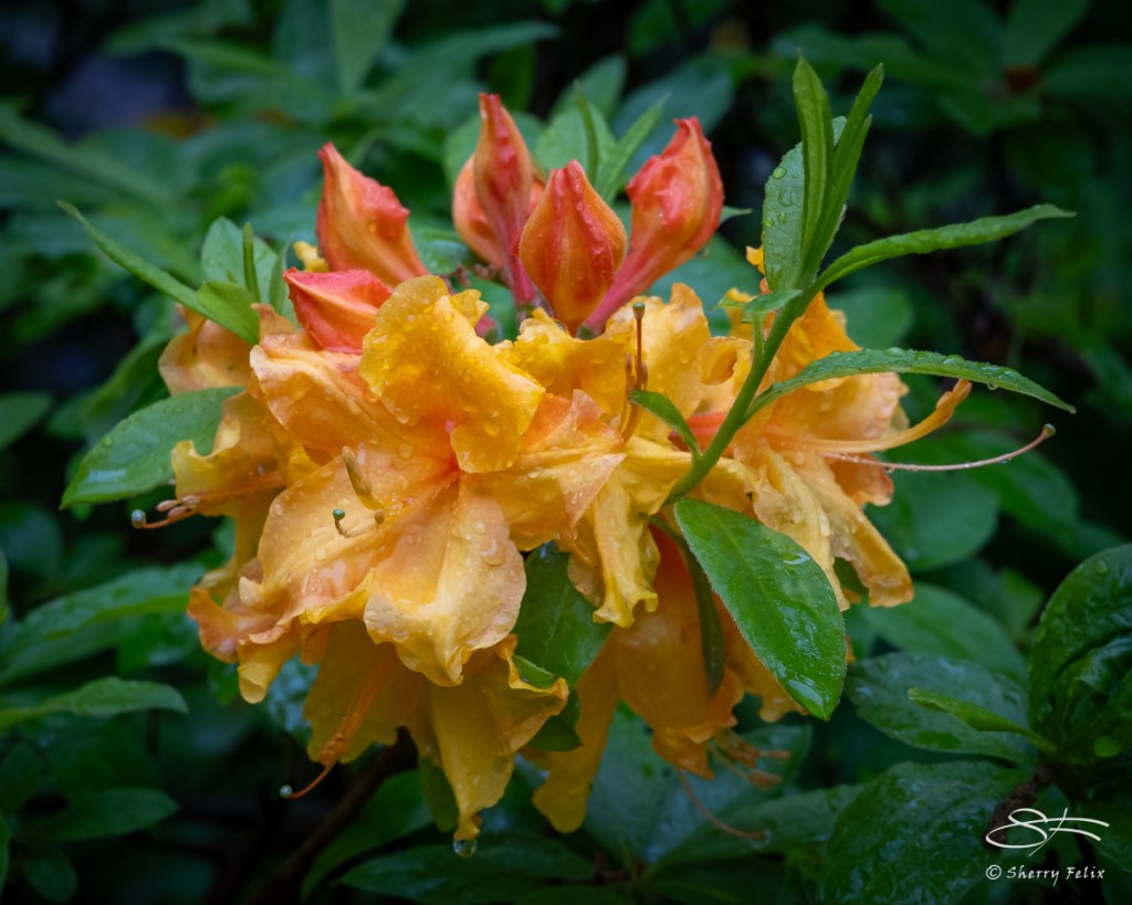 Exploring the Azalea Garden at New York Botanical Garden