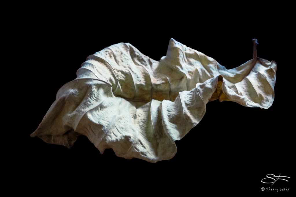 Exploring Leaf Textures: Beauty in Nature's Design