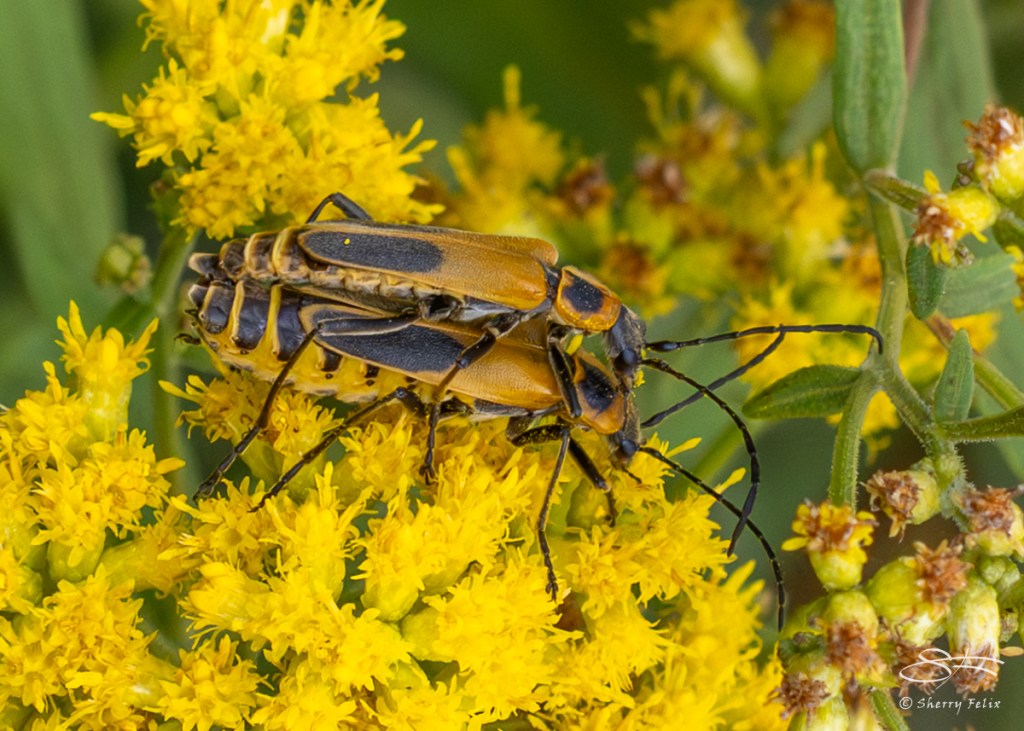 Explore the Insects of Mount Loretto Unique Area