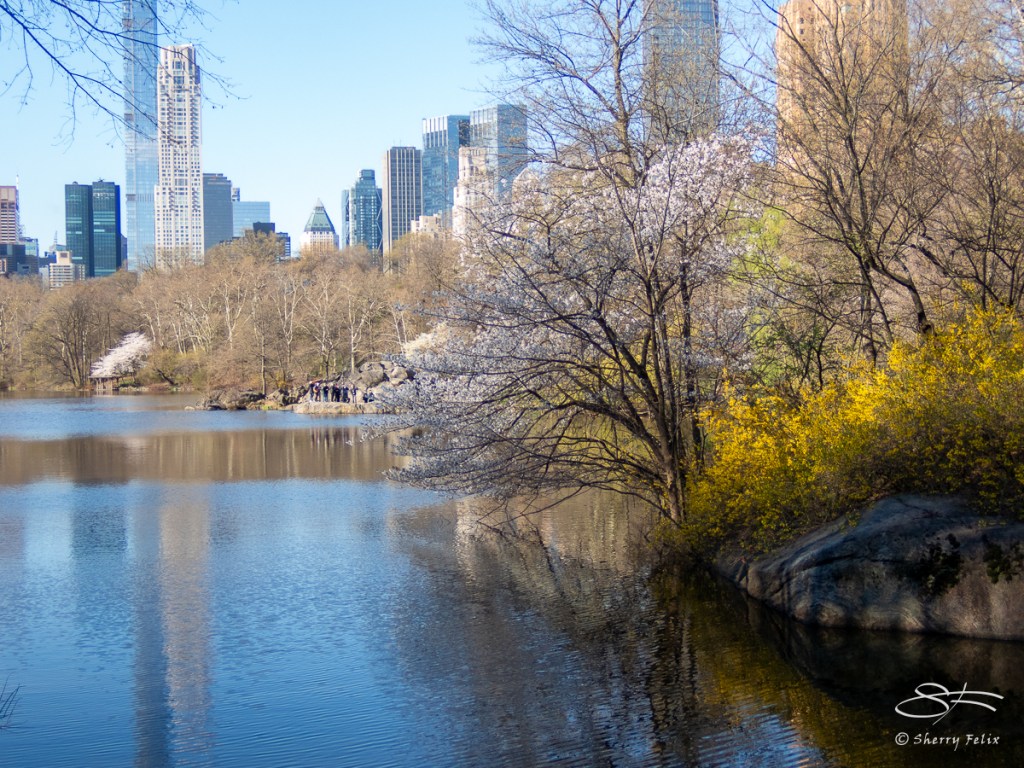 Spring Central Park Discover Stunning Spring Flowers in Central Park 2026