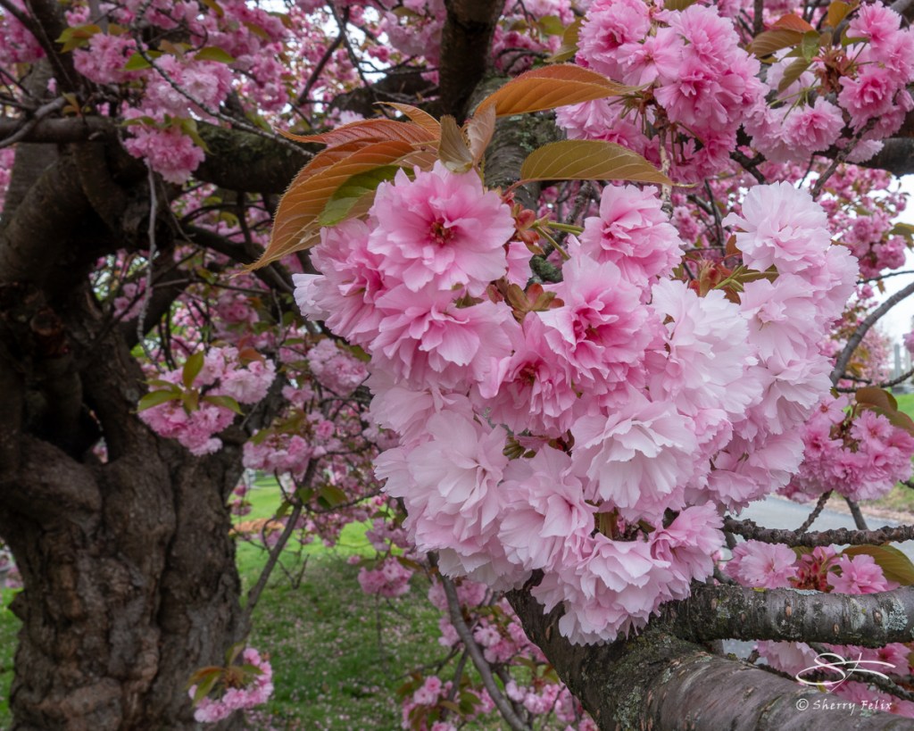 Experience the Beauty of Cherry Blossoms in Brooklyn