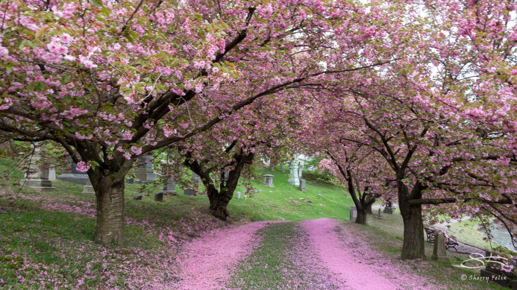 Experience the Beauty of Cherry Blossoms in Brooklyn